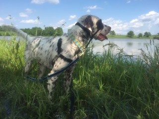 36575273_10155594038043587_2833247993681936384_n