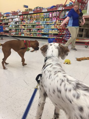 36607988_10155594038868587_8596282811361525760_n (1)