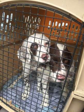 36745591_10155601097878587_7708882644624211968_n