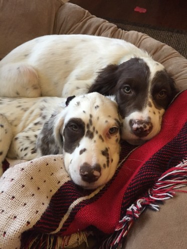 36779223_10155601100113587_8824342770165481472_n