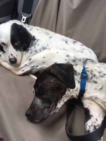 38411787_2178053192480091_732110199606738944_n