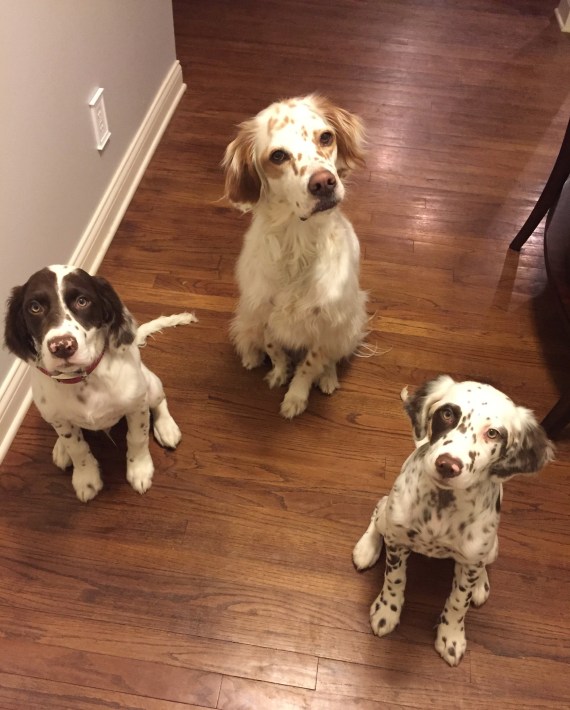 38411861_232954794024534_8425310707452477440_n