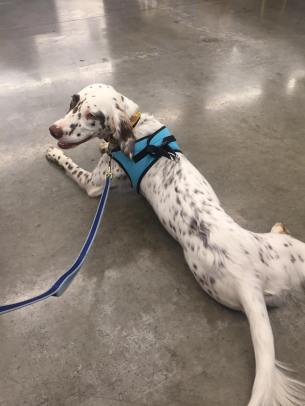 44900241_185285935680216_8129627785653125120_n