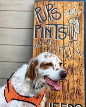 117805310_1146740969053508_26154343835126083_n