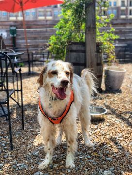 118138238_3263766870515079_7615054517362078415_n