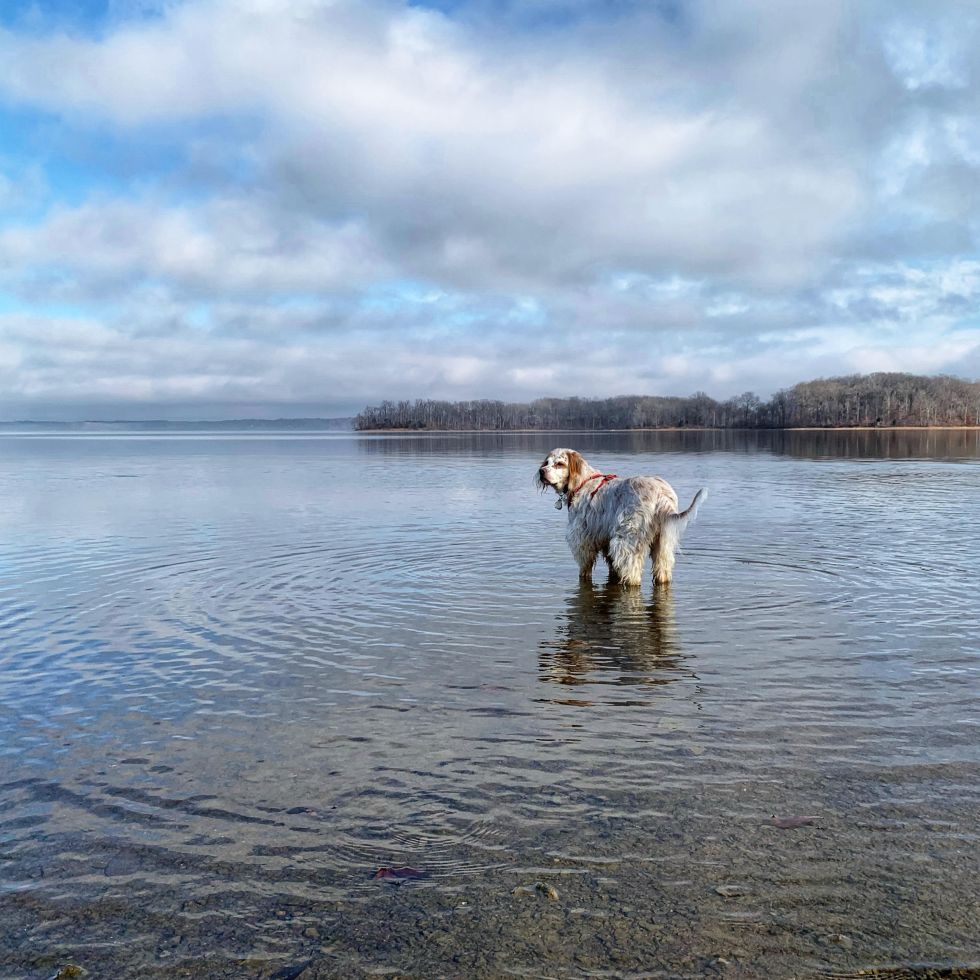 english setter land between the lakes dog bucket list