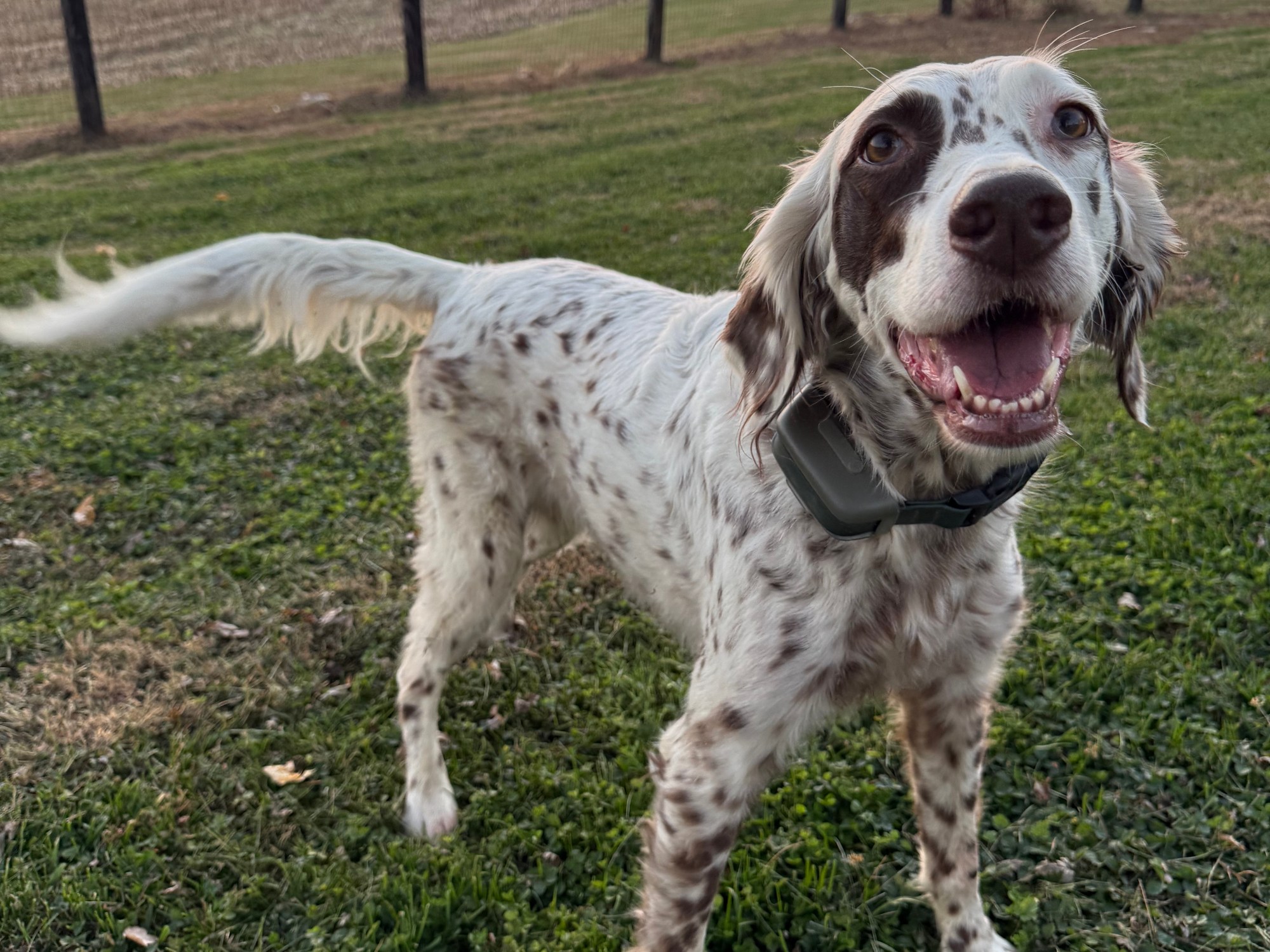 English Setter