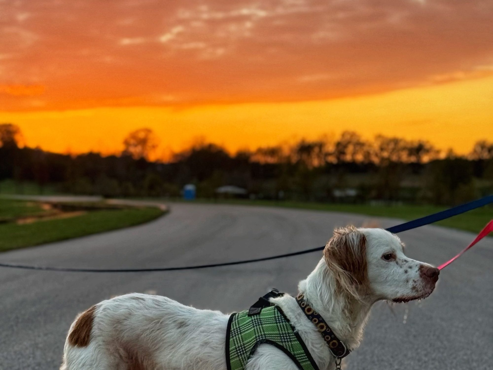 english setters sunset