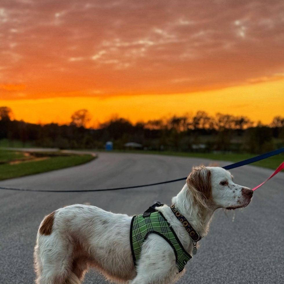 english setters sunset